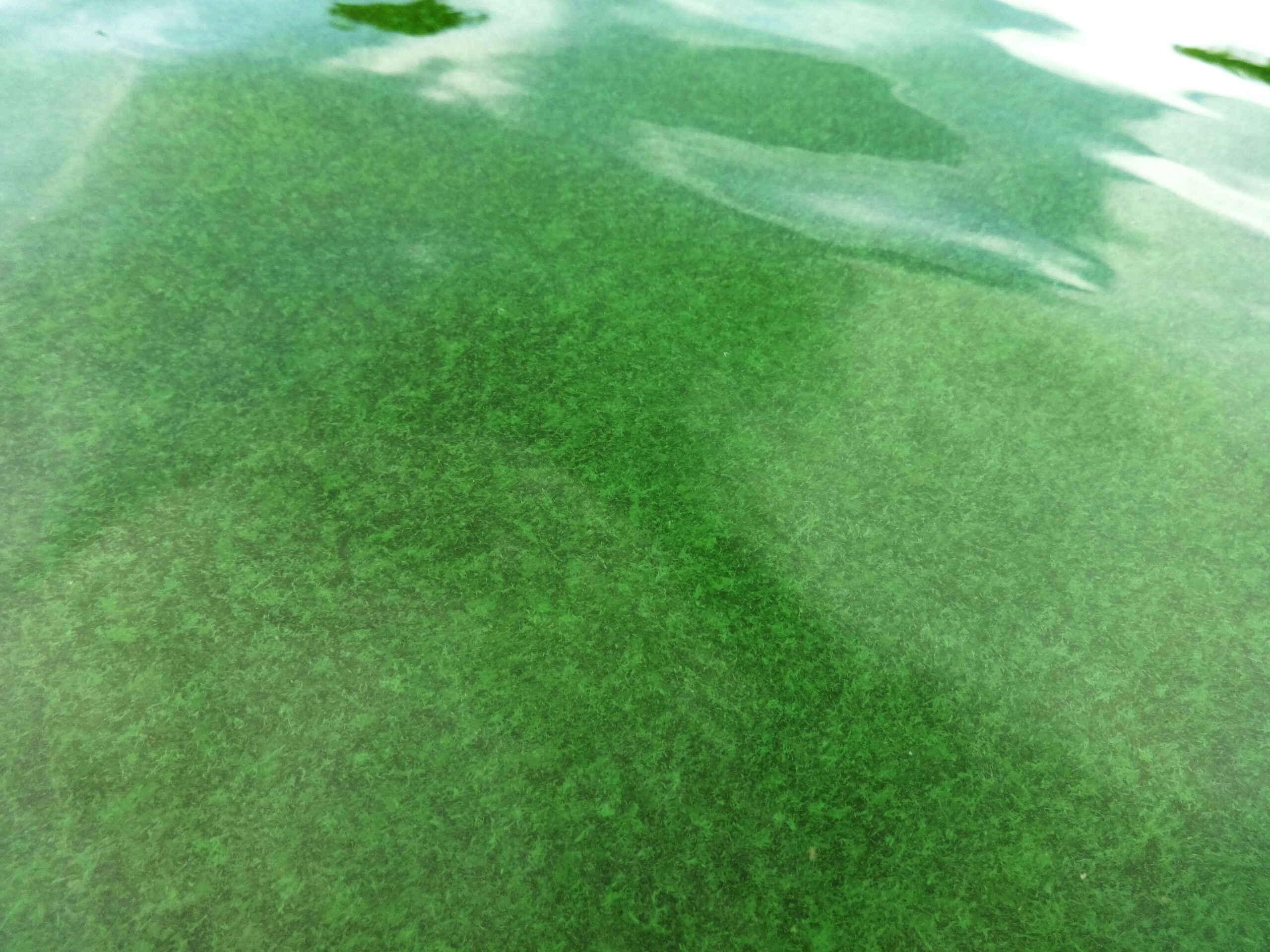 algae in pool water